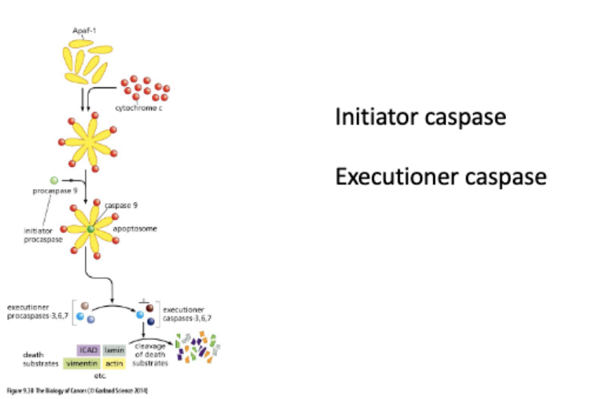 <p>procaspase 9 → (cut) → caspace 9</p><p>proproteins - translated in inactive form</p><p></p><p>apoptosome binds + cuts other procaspaces</p><p>activates ICAD - fragments DNA</p>