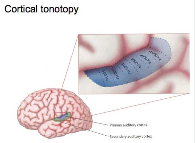 <p>How do the layers of the auditory cortex effect tonotopy?</p>