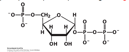 <p>- Begins with activated ribose-5P = 5-phosphoribosyl 1-pyrophosphate (PRPP) reacting with glutamine</p><p>- purine ring builds up in a series of reactions</p><p>- first intermediate with full purine ring = inosine monophosphate (IMP, inosinate)</p><p>- Then adenine and guanine are synthesised as AMP and GMP from IMP</p>
