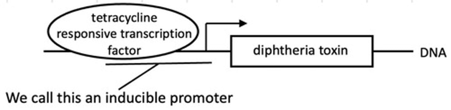 <p>A tetracycline repressible promoter</p>