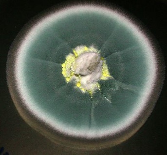 <p>Identify: Fungi</p>