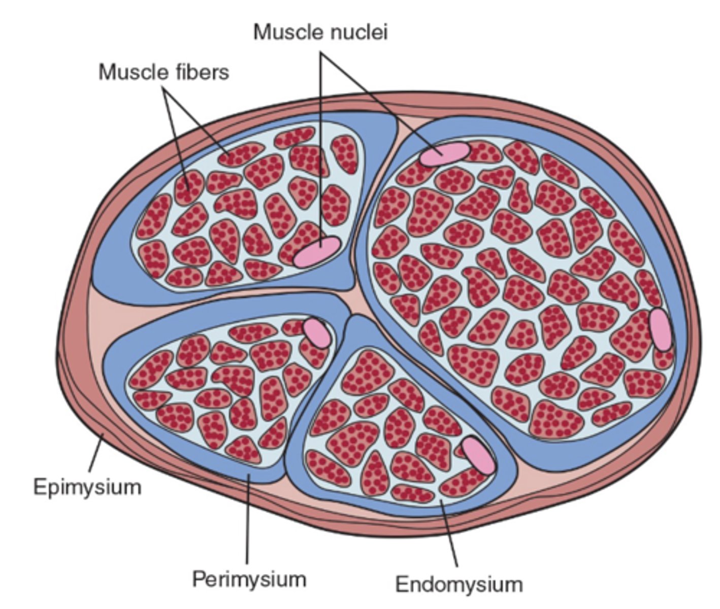 <p>1. Endomysium</p><p>2. Perimysium</p><p>3. Epimysium</p>