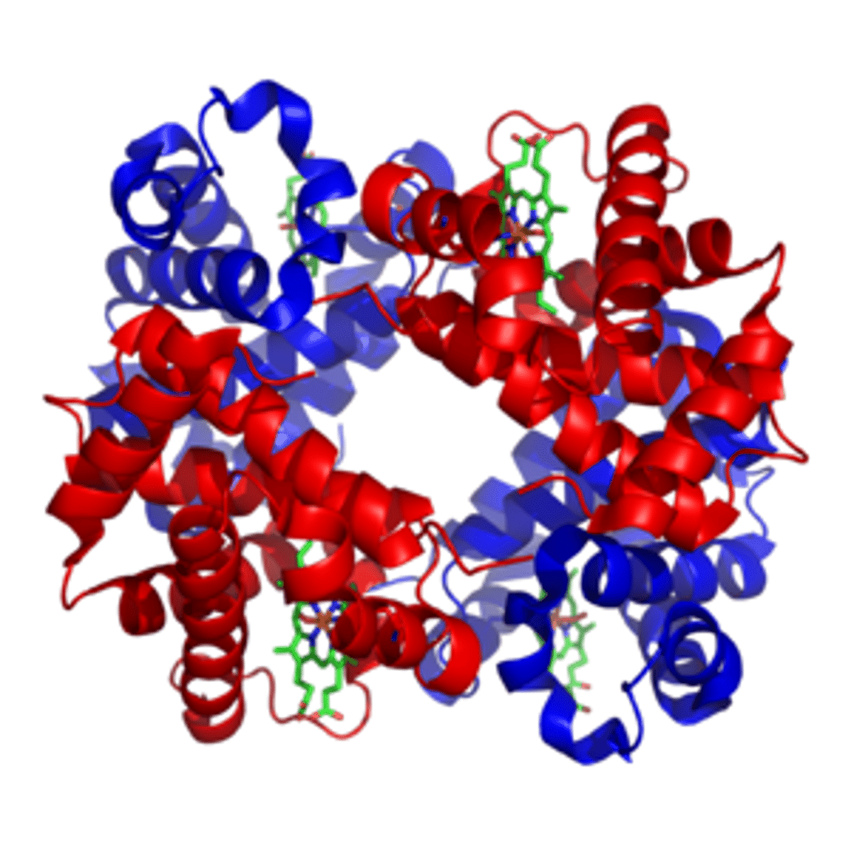 <p>catalysts, transporters, signal transducers (functional proteins)</p>