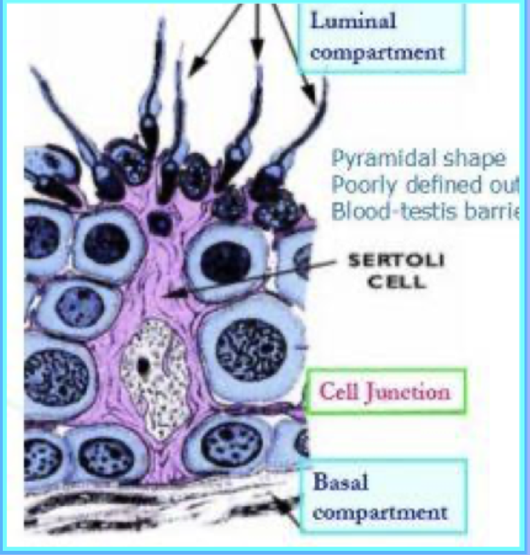<p>Sertoli cells are located inside the seminiferous tubules</p>