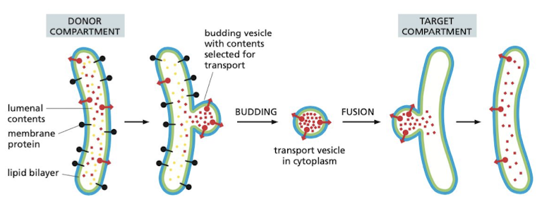 <p>membrane-enclosed transport that ferries proteins from one compartment to another</p>