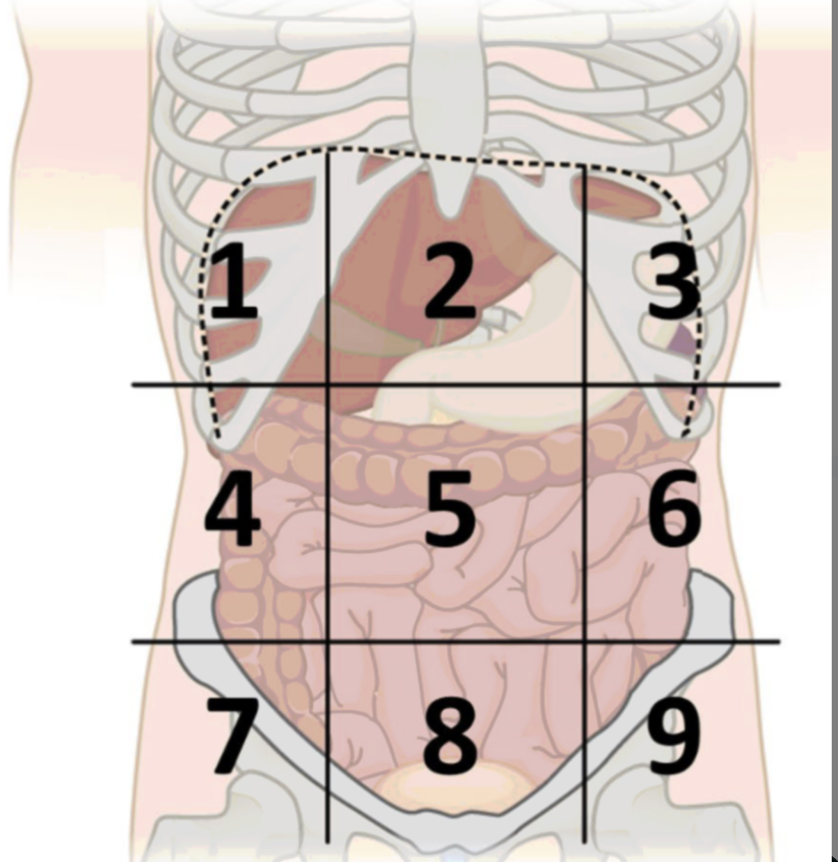 <p>abdominopelvic region 9</p>