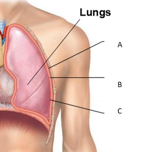 <p>What letter corresponds to the visceral pleura?</p>