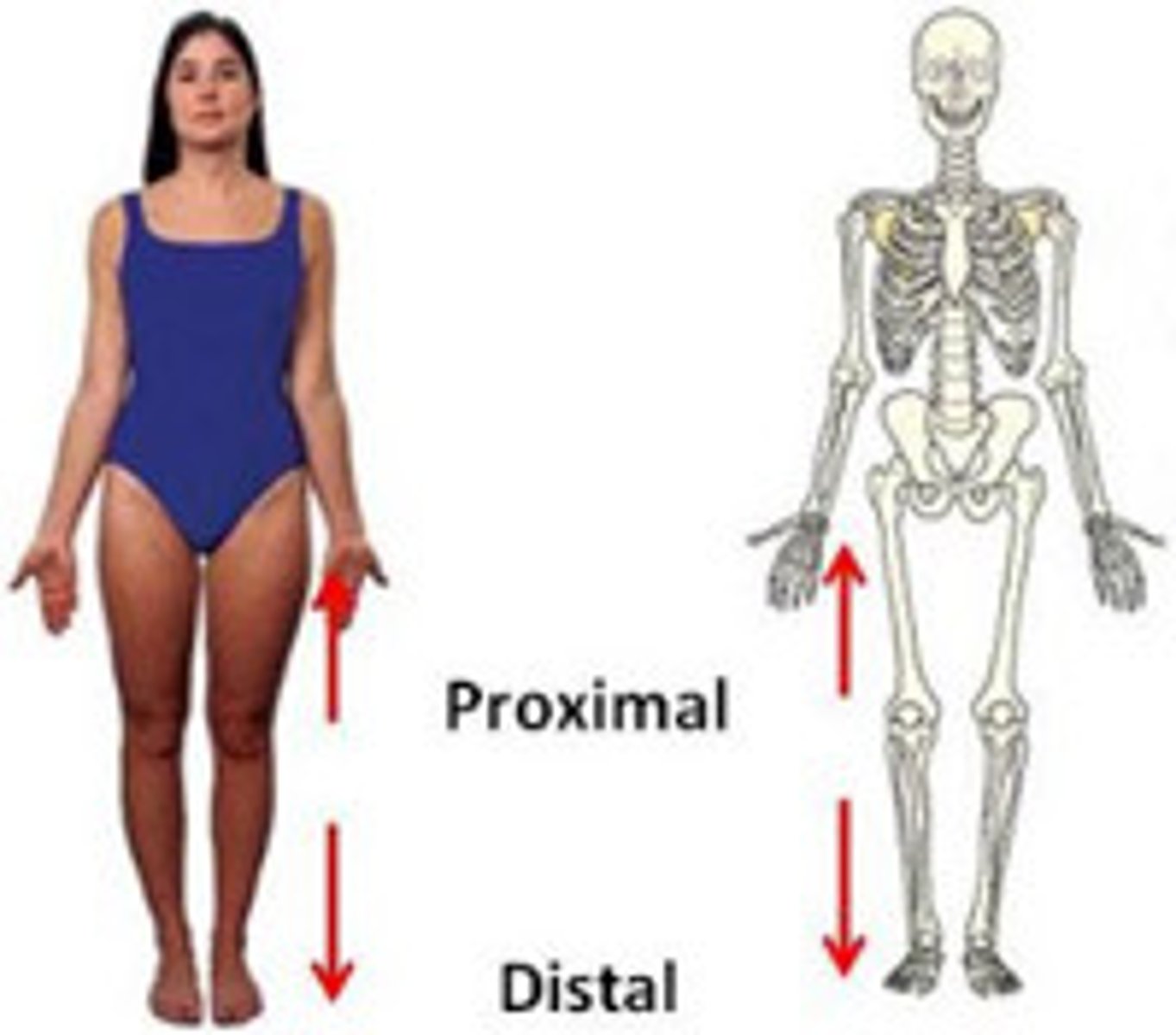 <p>Used with the limbs, refers to a structure being further from the root of the limb.</p>