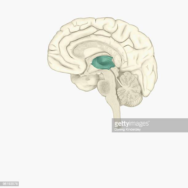 <p>identify the structure</p>