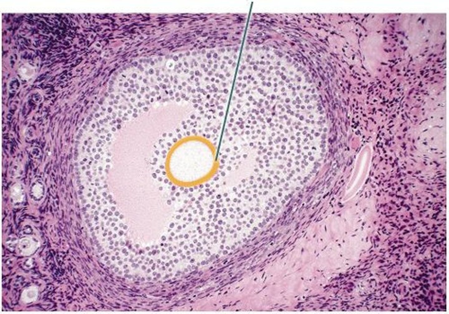 <p>zona pellucida</p>