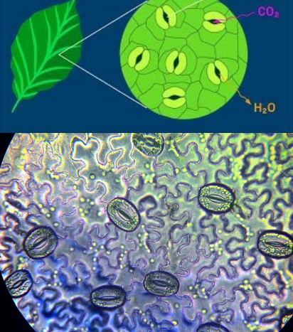<p>Cells that control the opening and closing of stomata.</p>