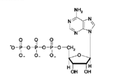 <p>What NT is this?</p>