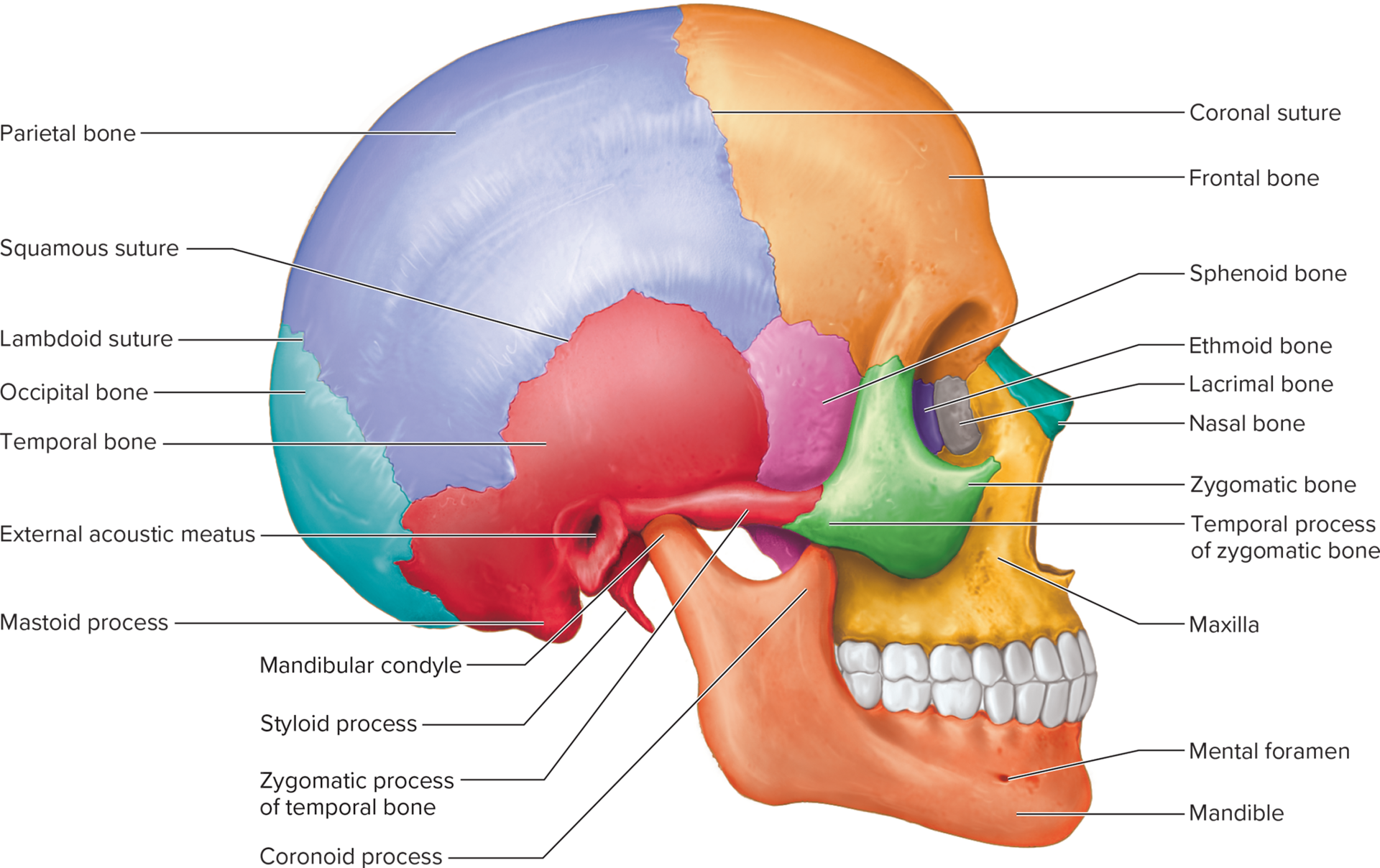 <ul><li><p><span>The frontal bone makes up the front part of the skull forehead), just above the eyes. The parietal bones make up the upper sides and roof of the cranium, in back of the frontal bone. The occipital bone makes up the back part of the skull and base of the cranium. The temporal bones make up the lower sides and part of the base of the cranium. The sphenoid bone extends all the way across the anterior part of the cranium; it makes up the sides and floors of the eye orbits, and a portion of the base of the cranium and sides of the skull. The ethmoid bone lies anterior to the sphenoid bone; it helps to form the nasal cavities, the eye orbits, and the nasal septum.</span></p></li></ul>