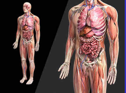 <p>The study of the structures of living organisms.</p>