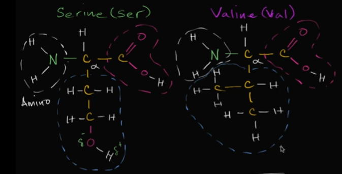 <p>Based on these two amino acids, which one would be hydrophilic?</p>