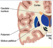 <p>involved in initiation and regulation of movements: muscle tone, posture, involuntary movements, motor learning </p><p>affected by Parkinson’s </p>