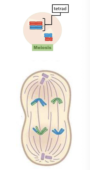 <ul><li><p>Meiotic spindles pull apart the tetrads </p><ul><li><p>homologous chromosome tetrads separate</p></li><li><p>sister chromatids still attached by a centromere </p></li></ul></li></ul><p></p>
