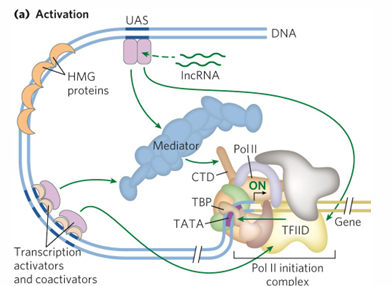 <p>default is off, must be activated</p><p><strong>activators, architectural regulators, chromatin mod, remodeling proteins, coactivators, general transcription factors</strong></p>