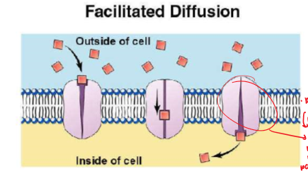 <p>**facilitate = help</p><p>Sometimes particles are too large to pass btwn spaces of membrane, so they need help → this means that their diffusion is <strong>facilitated</strong></p><ul><li><p><strong>Requires </strong>protein channels/channel proteins</p></li><li><p>Applies especially for charged ions like Na and Cl</p></li><li><p>They can’t squeeze into phospholipid bilyar b/c the molecules is either too big, nonpolar, or electromagnetically charged</p></li></ul><p></p>