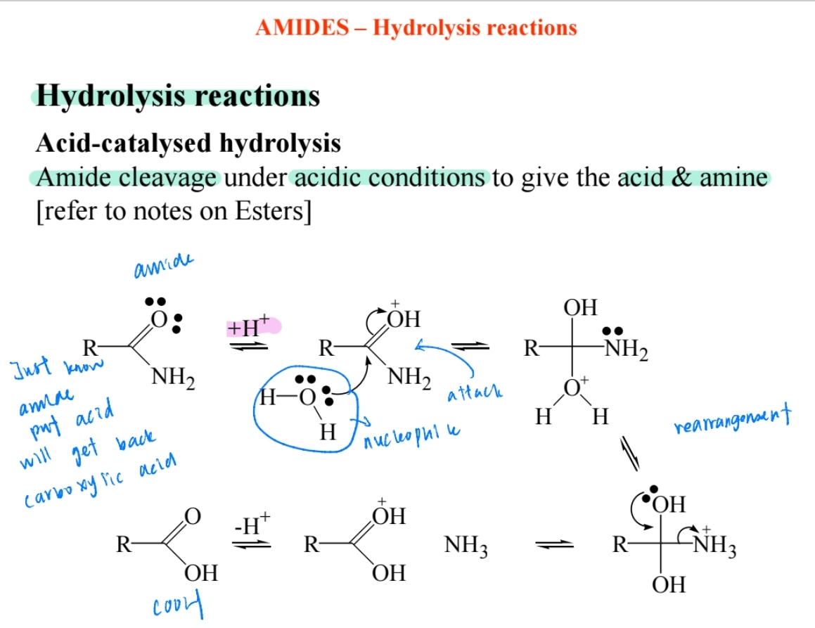 <p><span>Produces carboxylic acid and ammonium ion (NH4+).</span></p>