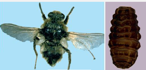 <p>Name this Fly</p>