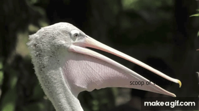 <ul><li><p>Panting (breathing rapid + shallow)</p></li><li><p>Gular fluttering (birds rapidly flutter throat to evaporate water for thermoregulation)</p></li><li><p>Sweat glands (SOME mammals, most lack sweat glands)</p></li></ul><p></p>
