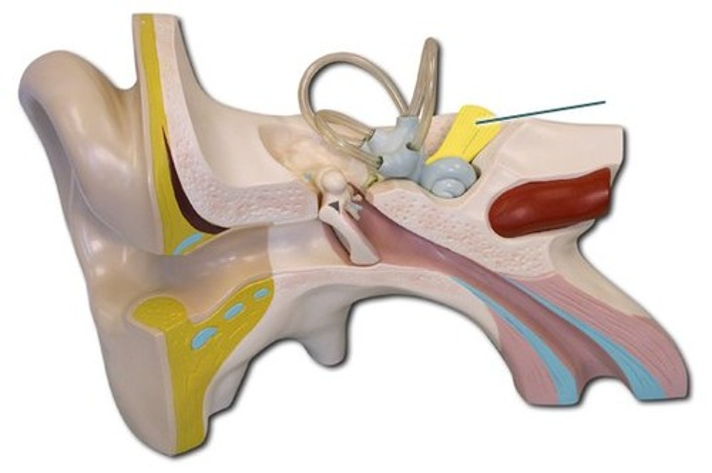 <p>hearing and balance</p>