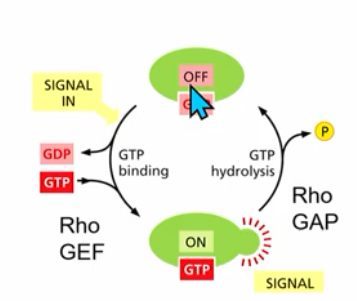 <ul><li><p>influence actin organization → cell shape, polarity and behaviour</p></li><li><p>act as molecular switches</p></li><li><p>RhoGAP and RhoGEF, GTP binding and hydrolysis (similar concept to RanGTP in nuclear transport)</p></li></ul><p></p>
