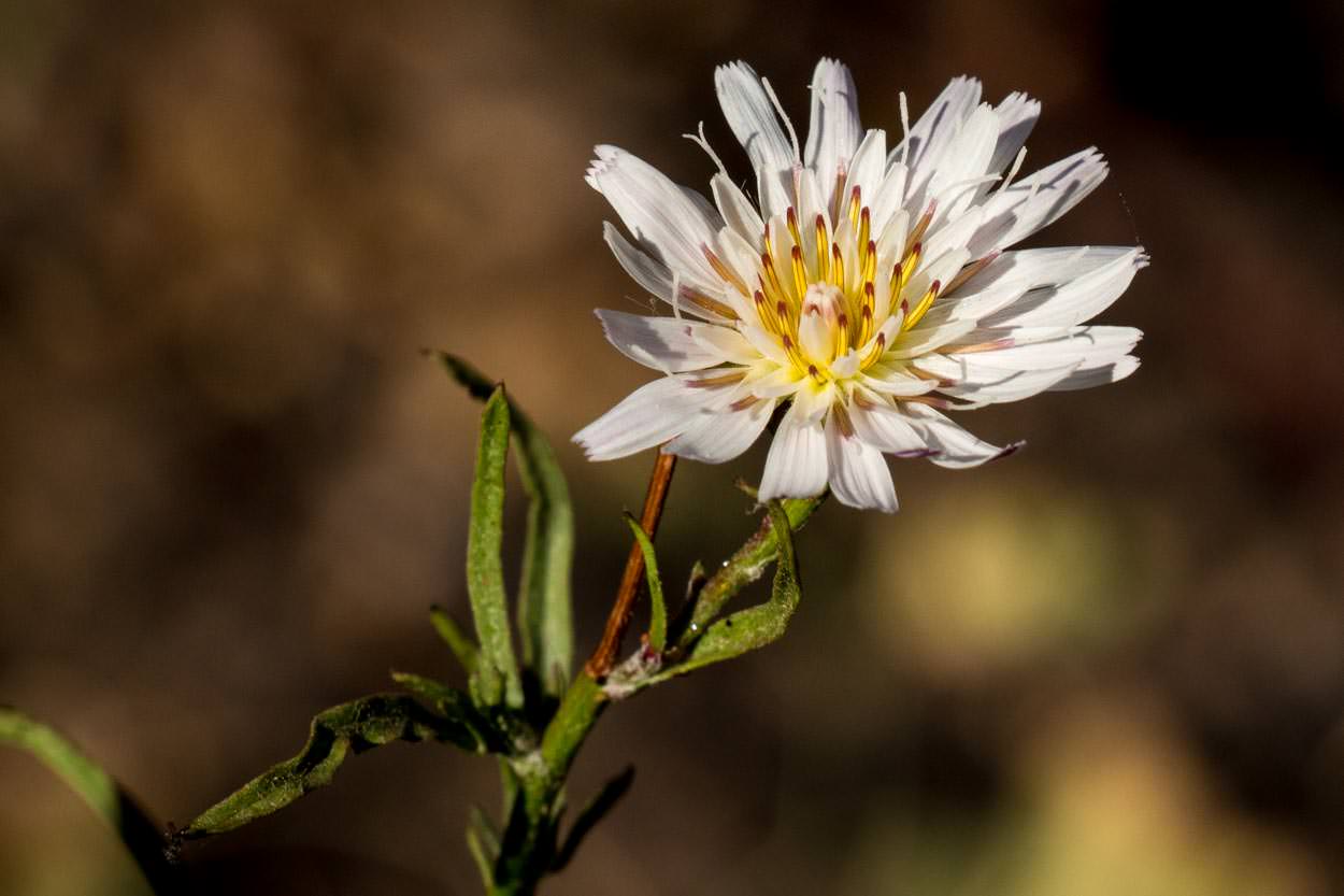 <p>Cliff aster</p>