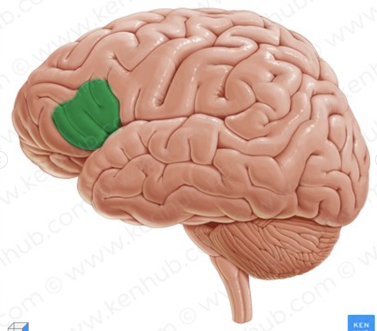 <p>What part of the inferior frontal sulcus is in green?</p>