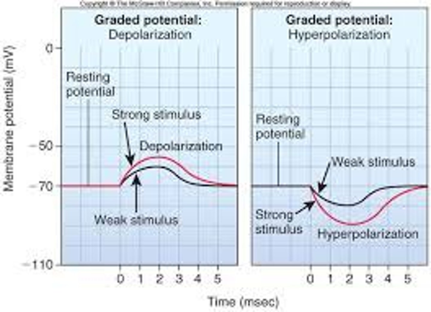 <p>A small electrical impulse that fades over distance.</p>