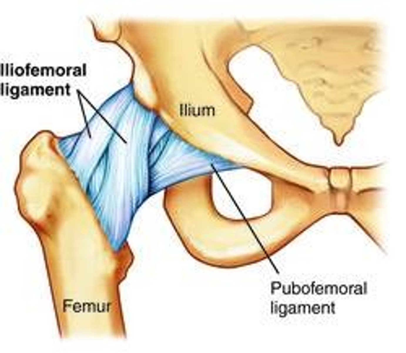 <p>found on the anterior part of the joint and prevents overextension and helps maintain erect posture by resisting the hip extension caused by bearing weight</p>