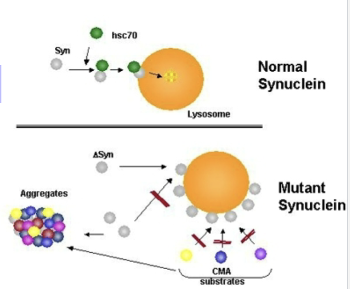 <p>Decline in LAMP-2A receptors with age (due to increase in its degradation)- <span style="background-color: inherit; line-height: 22px; color: windowtext;"><span>System also susceptible to clogging </span></span><span style="line-height: 22px; color: windowtext;"><span>- </span></span><span style="background-color: inherit; line-height: 22px; color: windowtext;"><span>Misfolded proteins can block the pore</span></span><span style="line-height: 22px; color: windowtext;"><span> </span></span></p><p>Mutant proteins bind to LAMP-2A receptors and block them e.g.</p><ul><li><p>α-synuclein, UCHL1 (Parkinson’s disease)</p></li><li><p>Tau (Alzheimer’s disease)</p></li></ul><p><span style="background-color: inherit; line-height: 22px; color: windowtext;"><span>Insufficient degradation can be caused directly by the misfolded proteins</span></span><span style="line-height: 22px; color: windowtext;"><span> </span></span></p>
