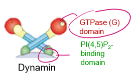 <p>It’s Dynamin!</p><p>A) PI(4,5)P2 binding domain</p><p>B) GTPase Domain</p>