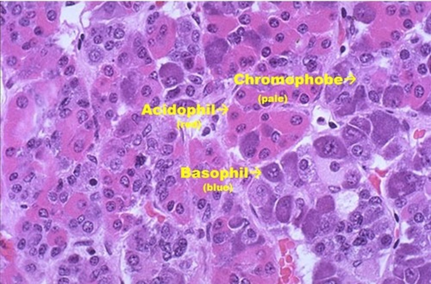 <p>What do Basophils (type of Chromophil) secrete?</p><p>(think "B-FLAT")</p>