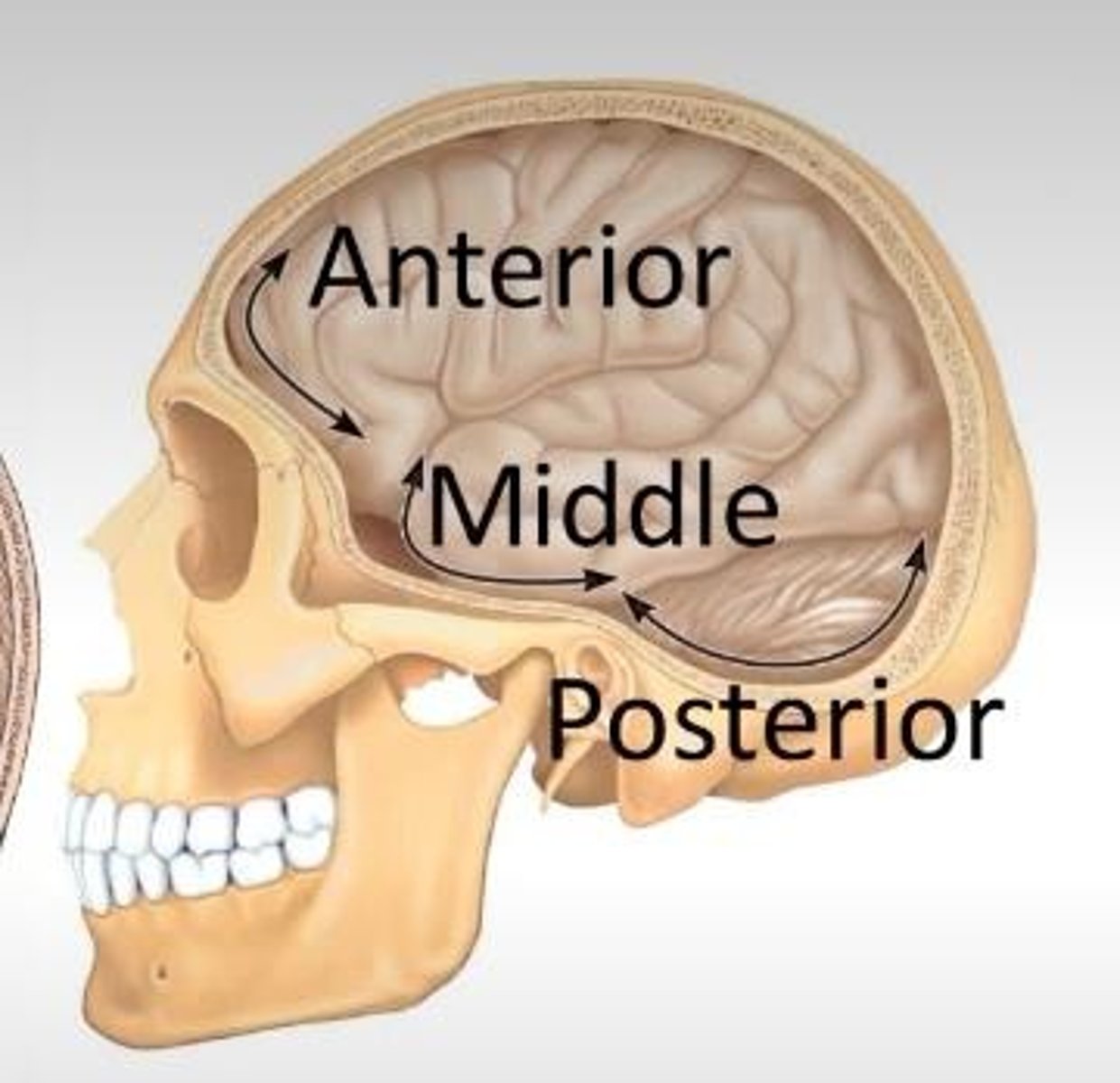 <p>The anterior cranial fossa is formed by the frontal, ethmoid, and sphenoid bones.</p>