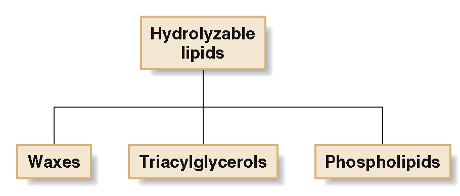 <p>lipids that can be converted to small molecules by <strong>hydrolysis</strong> with water.</p><ul><li><p>are derived from fatty acids</p></li><li><p>Fatty acids are carboxylic acids (R-COOH) with long hydrocarbon chains of 12 to 20 carbon atoms. </p></li><li><p>They are the building blocks of fat in our body and in the food we eat.</p></li></ul><p></p>