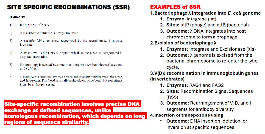<ol><li><p>independent of RecA</p></li><li><p>recombinase always involved</p></li><li><p>a specific dna sequence recognized by recombinase is always involved&nbsp;</p></li><li><p>the dna is NEVER symmetrical&nbsp;</p></li><li><p>no homologous strand is needed</p></li><li><p>reaction involves transient covalent bond between DNA and the protein. usually a phototyrosinic bond or a photoserine.&nbsp;</p></li></ol><p></p>