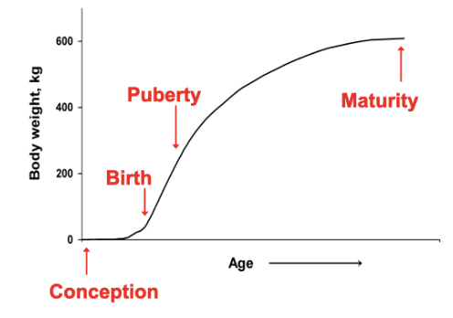 Generic growth curve has rapid growth early in life that slows over time