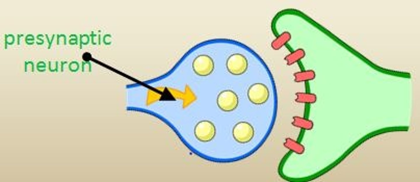 <p>The neuron sending a signal.</p>