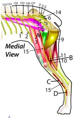 <p>Main arterial trunk of pelvic limb</p>