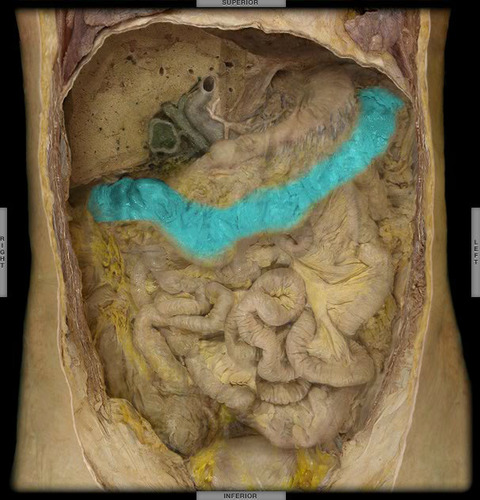 <p></p><p>Responsible for water absorption and storage of fecal matter</p><p>Runs HORIZONTALLY, underneath the liver, very dark color</p>