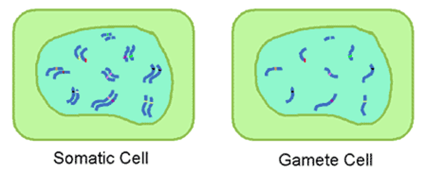 <p>all body cells except sex cells (cells producing gametes).</p>