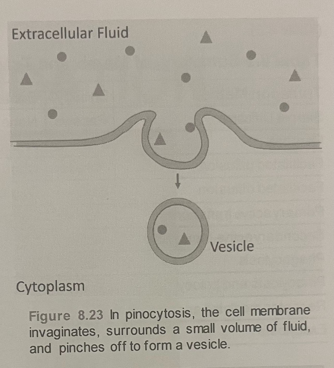 <p>“cell drinking” - cells take in molecules that it needs from the extracellular fluid (including water) </p><p>results in a much smaller vesicle than phagocytosis and the vesicle does not need to merge with a lysosome after entering the cell </p>