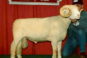 <ul><li><p>has really good meat quality </p></li><li><p>some will or will not have horns</p></li><li><p>both have a guy in the background of them</p></li><li><p>big balls lowkey</p></li></ul><p></p>