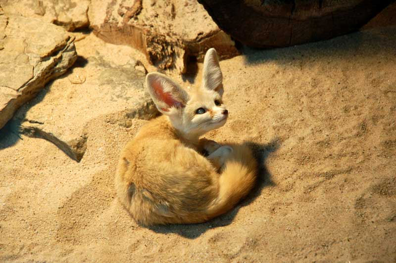<p><span>Describe three adaptations of this fox to its habitat</span></p>
