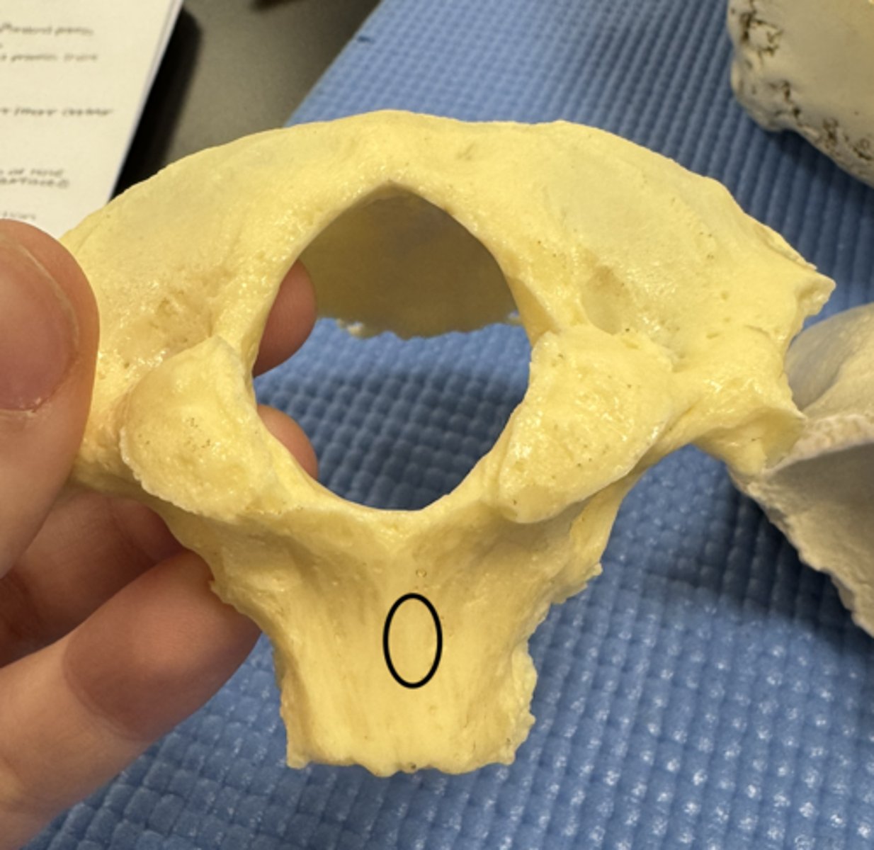 knowt flashcard image