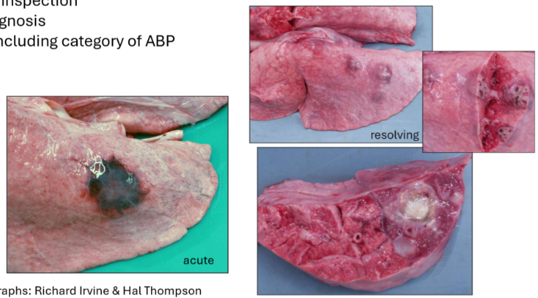 <ol><li><p>Species/organ</p></li><li><p>Compulsory inspection</p></li><li><p>Potential diagnosis</p></li><li><p>Judgement + ABP category</p></li></ol><p></p>