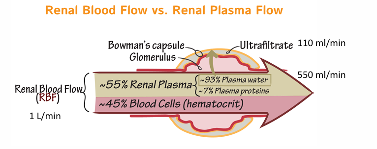 <p>-equal to the sum of the filtration rates in all of the functioning nephrons</p>