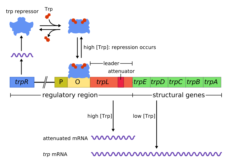 a diagram showcasing the regulatory genes coding for gene repressors next to structural genes